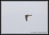 American Kestrel