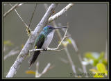 Andean-Emerald.jpg