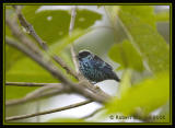 Beryl-spangled-Tanager.jpg