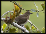 Black-billed-Thrush.jpg