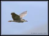Black-crowned-Night-Heron-2.jpg