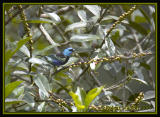 Blue-necked-Tanager.jpg