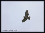 Broad-winged-Hawk.jpg