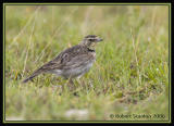 Horned-Lark-3.jpg