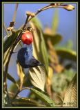 Masked-Flowerpiercer.jpg