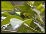 Multicoloured-Tanager.jpg