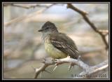 Northern-Scrub-Flycatcher.jpg