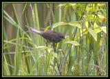 Pale-breasted-Spinetail.jpg