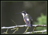 Purple-throated-Woodstar-2.jpg