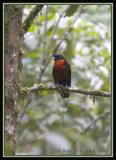 Red-ruffed-Fruit-Crow.jpg