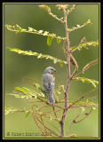 Ruddy-breasted-Seedeater-2.jpg