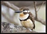 Russet-throated-Puffbird.jpg