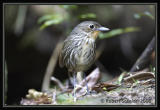 Santa-Marta-Antpitta-2.jpg