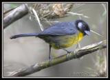 Santa-Marta-Brush-Finch-2.jpg