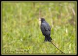 Snail Kite 1