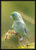 Spectacled-Parrotlet-4.jpg