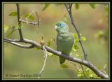 Spectacled-Parrotlet.jpg