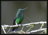 Steely-vented-Hummingbird.jpg