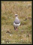 Andean-Lapwing-3.jpg