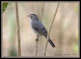 Pileated Finch