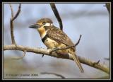 Russet-throated Puffbird / Buco Bobito