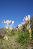IMG_2475.JPG