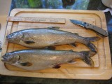 Dinner