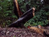 Future firewood, near house