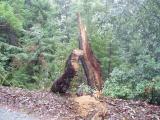 storm damage