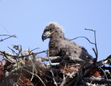 Eagle Chick