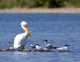 American White Pelican and Caspian Terns