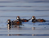 Harlequin Ducks (male)