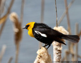 Yellow Headed Blackbird