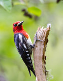  Red Breasted Sapsucker