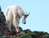 Mountain Goat, Male