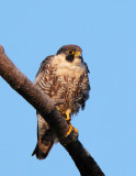 Peregrine Falcon