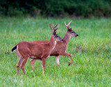 Columbian Blacktail Deer