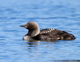 Pacific Loon