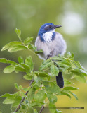 Western Scrub Jay