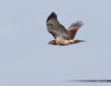 Juvenile Light Morph Redtailed Hawk