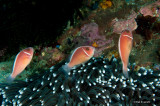 Pink Anemonefish (Amphiprion peridairon)