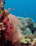 Soft Coral (red),  Sea Fan Coral (pink), and Hard Coral (gray)
