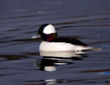 Bufflehead