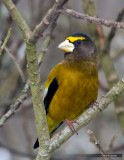 Evening Grosbeak