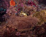 Wobbegong Shark