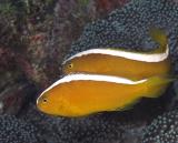 Skunk Anemonefish