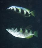 Archerfish and reflection