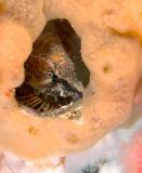 Grunt Sculpin and eggs