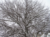 Snow on tree 2 4 11.JPG