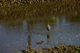IMGP0581.jpg